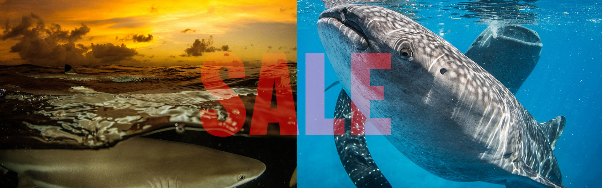 Clearance Accessories