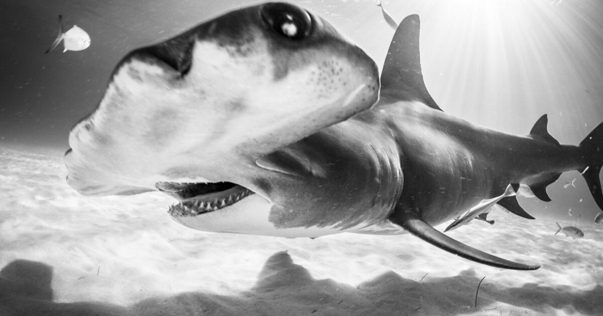 Joe Platko photo.