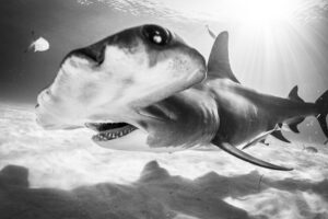 Joe Platko photo.