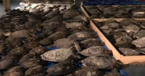 cold-stunned sea turltes