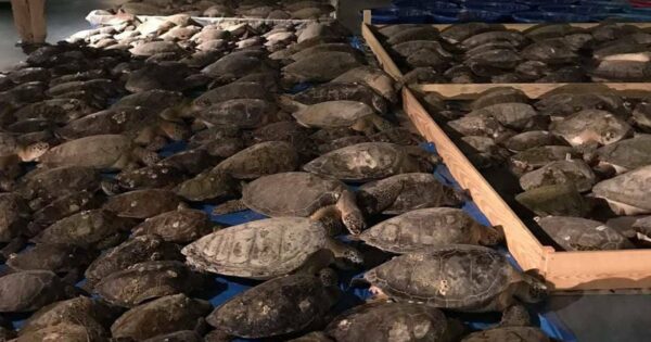 cold-stunned sea turltes