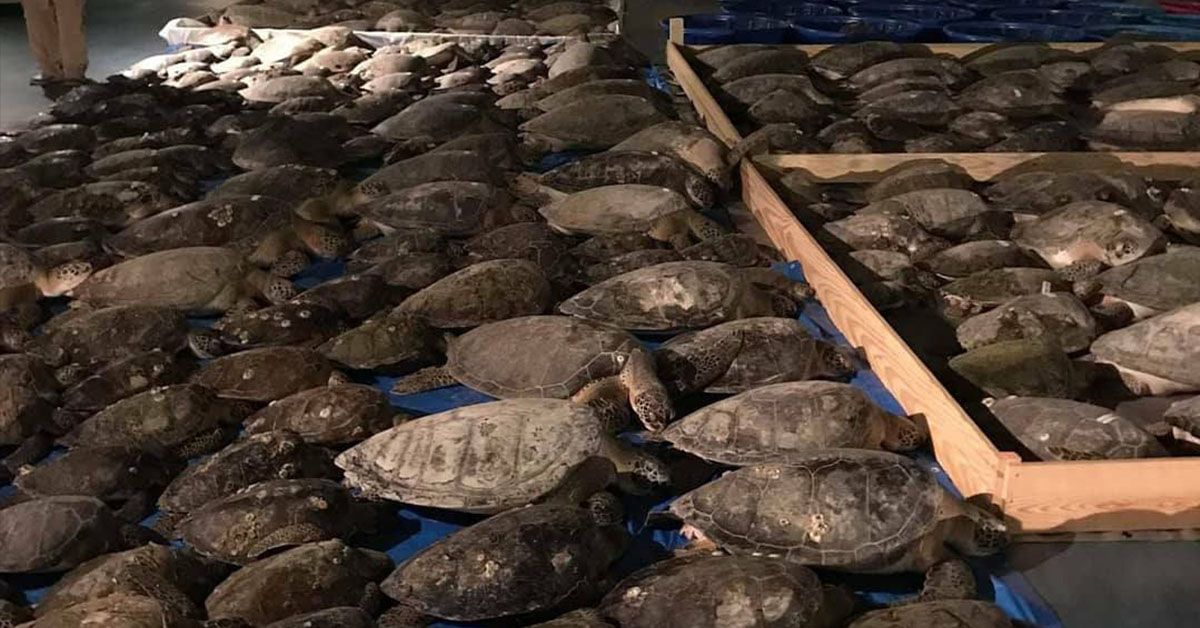 cold-stunned sea turltes