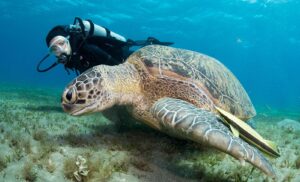 Interact With Marine Wildlife