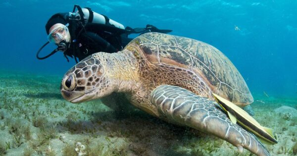 Interact With Marine Wildlife