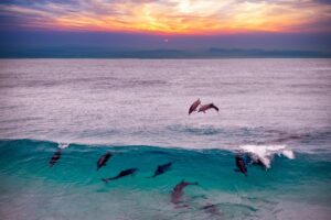 Swimmer Rescued
